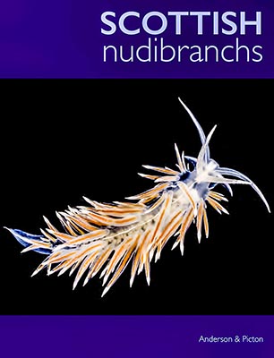 Scottish Nudibranchs